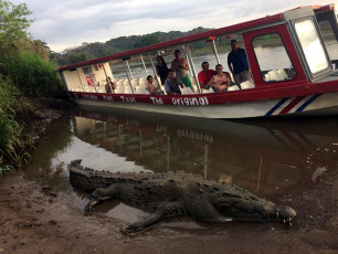 Crocodile Tour