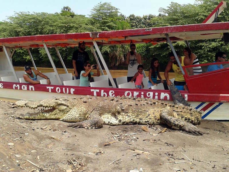 crocodile man tour costa rica