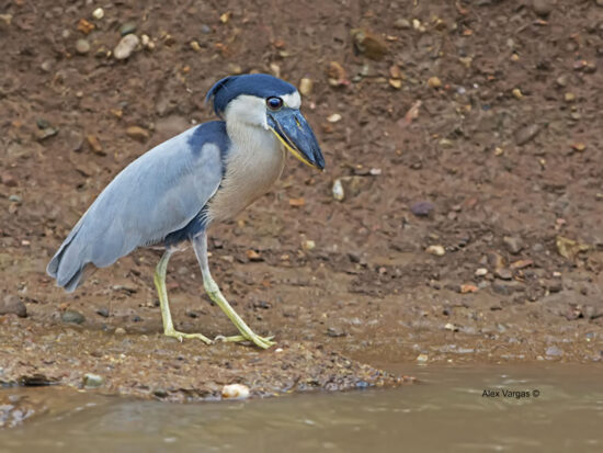 Boat-billed-heron