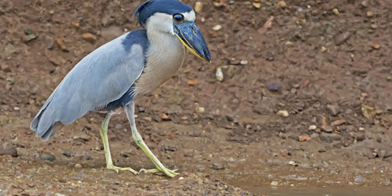 Boat-billed-heron